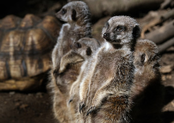 Fototapeta premium The meerkat or suricate is a small mongoose found in southern Africa. It is characterised by a broad head, large eyes, a pointed snout, long legs, a thin tapering tail and a brindled coat pattern.