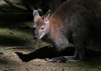 A wallaby is a small or middle-sized macropod native to Australia and New Guinea, with introduced populations in New Zealand, the United Kingdom and other countries. 