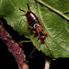 Earwigs make up the insect order Dermaptera. With about 2,000 species in 12 families, they are one of the smaller insect orders. 