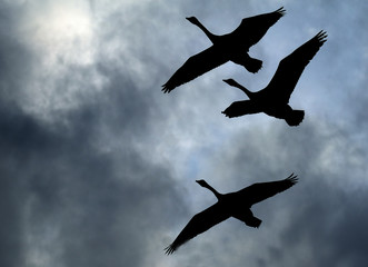 Wild geese in flight over lake in the UK.