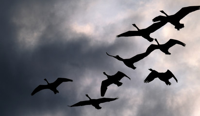 Wild geese in flight over lake in the UK.