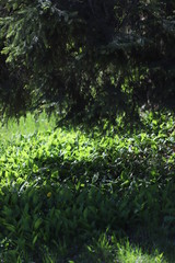 Sunlit leaves of a forest lily of the valley with spruce branches hanging over them