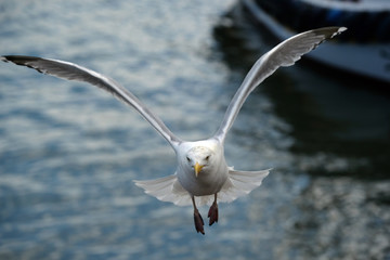 The European herring gull is a large gull, up to 66 cm long. One of the best-known of all gulls along the shores of Western Europe.