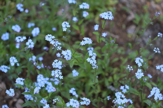 Macro photo of blue forget-me-nots on a green background