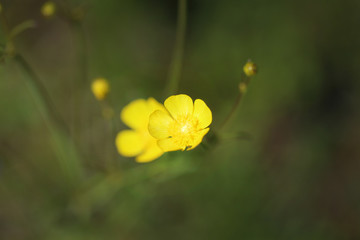Large flowers of a buttercup on a gray-green background