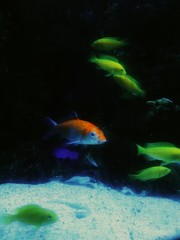 Fish in aquarium