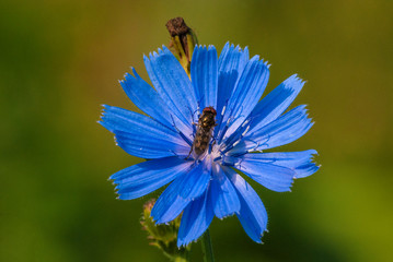 niebieski kwiat z muszką