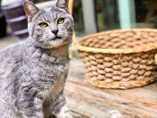 A tabby cat in the sun