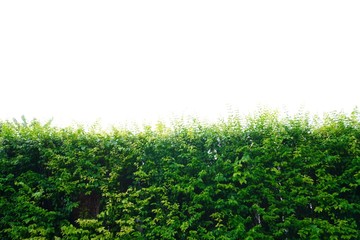 Green hedges or tree fence walls Isolated on white background