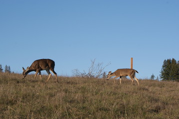 Deer at UC Santa Cruz
