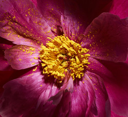 Pink peony flower with yellow pollen close up