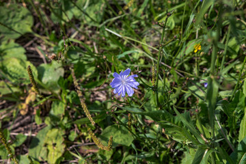 Bright blue chicory flower on a background of green foliage and grass