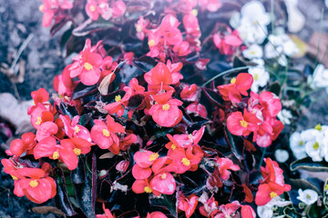 Flower background of lawns. Red flowers with filters.
