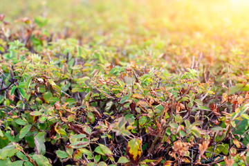 Green background of lawn bushes