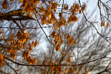 maple seeds on a tree in winter, Moscow