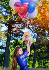 Pomeranian with balloons. A girl plays with a Pomeranian and balloons. The girl was given a dog.