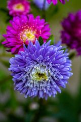 Pink and blue garden asters on green background
