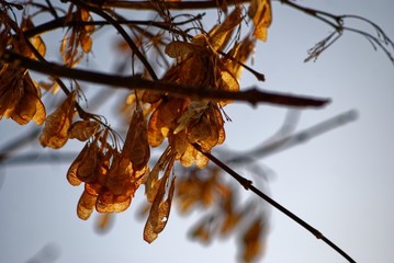maple seeds on a tree in winter, Moscow