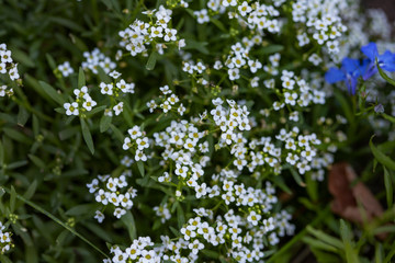 White summer wildflowers on a background of green leaves and shoots