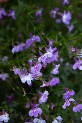 Light lilac flowers on a green background