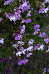 Light lilac flowers on a green background