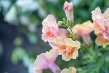 Obraz premium Garden pink flowers on gray-green background