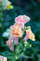 Garden pink flowers on gray-green background