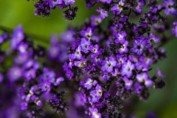 Macro photo of small bright purple flowers on a dark background