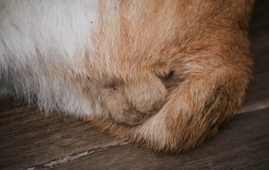cute testis cat that covered with soften fur