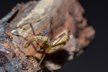 close-up shot of a praying mantis on a twig in nature