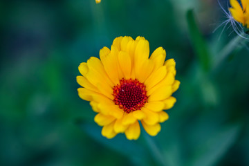 Bright orange flowers of garden calendula on a green background