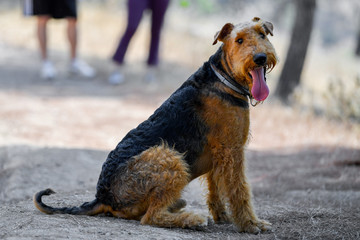 Airedale Terrier dog seats on a trail in the forest during the walking