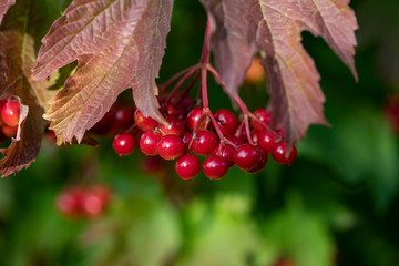 Bright red viburnum berries on a background of yellowed leaves