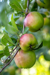Garden apples growing on branches on a green background