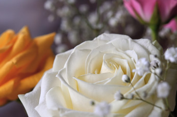 There is a white rose with baby's breath (gypsophila paniculata).