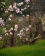 pink cherry blossom with grass