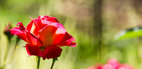 Beautiful red rose in the garden on a sunny day. Ideal for background greeting cards