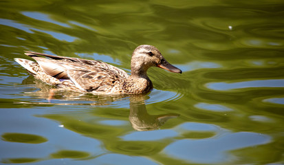 Portrait of a duck in a pond.