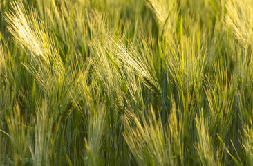Green ears of wheat at sunset.