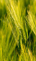 Green ears of wheat at sunset.