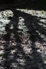 Spring in Sacramento