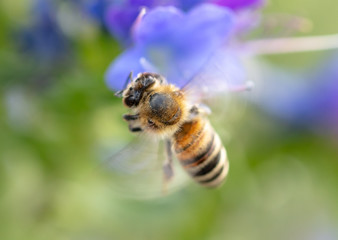 A bee collects honey on blue flowers