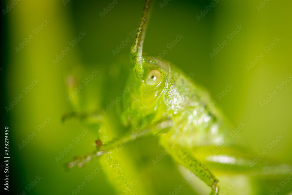 Wall mural Green grasshopper in grassy vegetation.