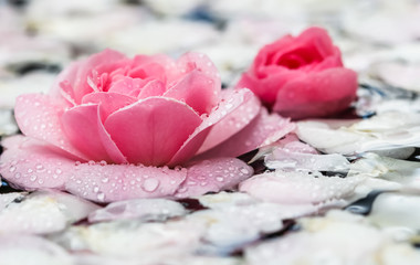 Pink rose flowers and white petals with drops and blur light background. Aromatherapy and spa concept