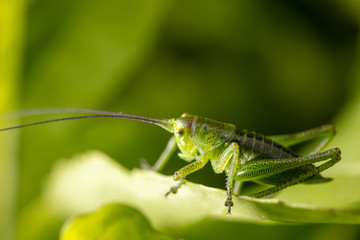 Green grasshopper in grassy vegetation.