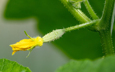 Yellow flowers on the branches of a cucumber