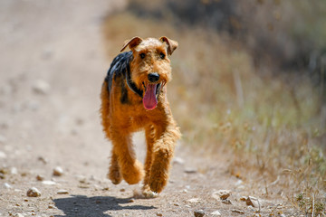Airedale Terrier dog walking in the forest