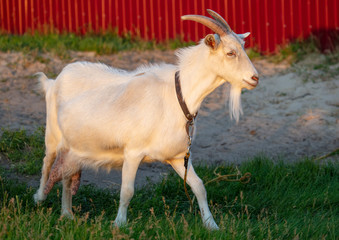 A white goat grazes in the sunset