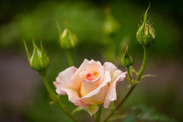 Beautiful rose flower in the park.