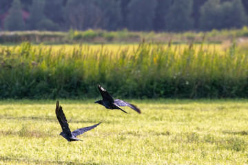 Flying ravens